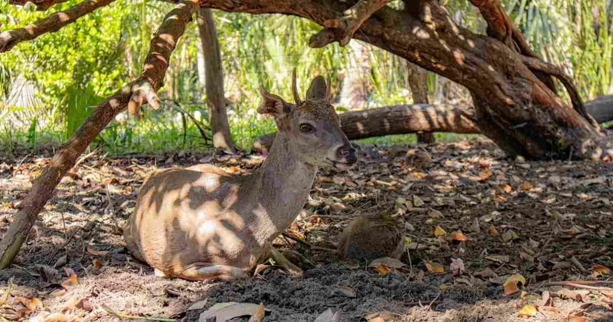 Animales de la Laguna de Ventanilla,  Cocodrilos, aves y fauna de Oaxaca.