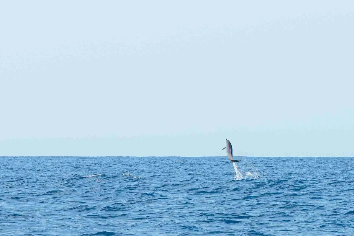 Amanecer con Delfines en Puerto Escondido: La Experiencia Completa de Avistamiento