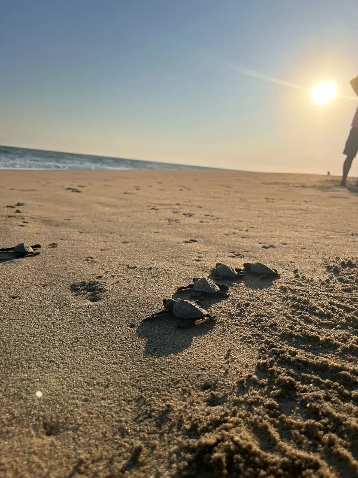 Liberación de Tortugas en Oaxaca: Guía Completa para Vivir una Experiencia Inolvidable